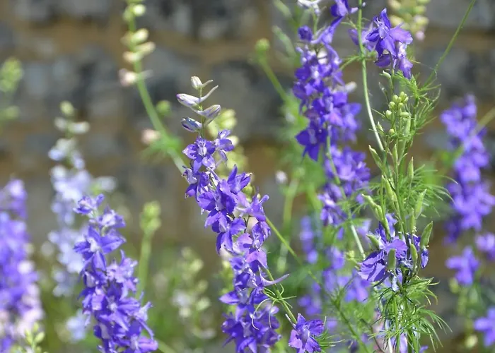 Perigourdine Bed & Breakfast 3*